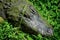 American alligator.Â Alligator mississippiensis, sometimes referred to colloquially as aÂ gatorÂ orÂ common alligator
